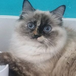 Meet your Posher, Olya